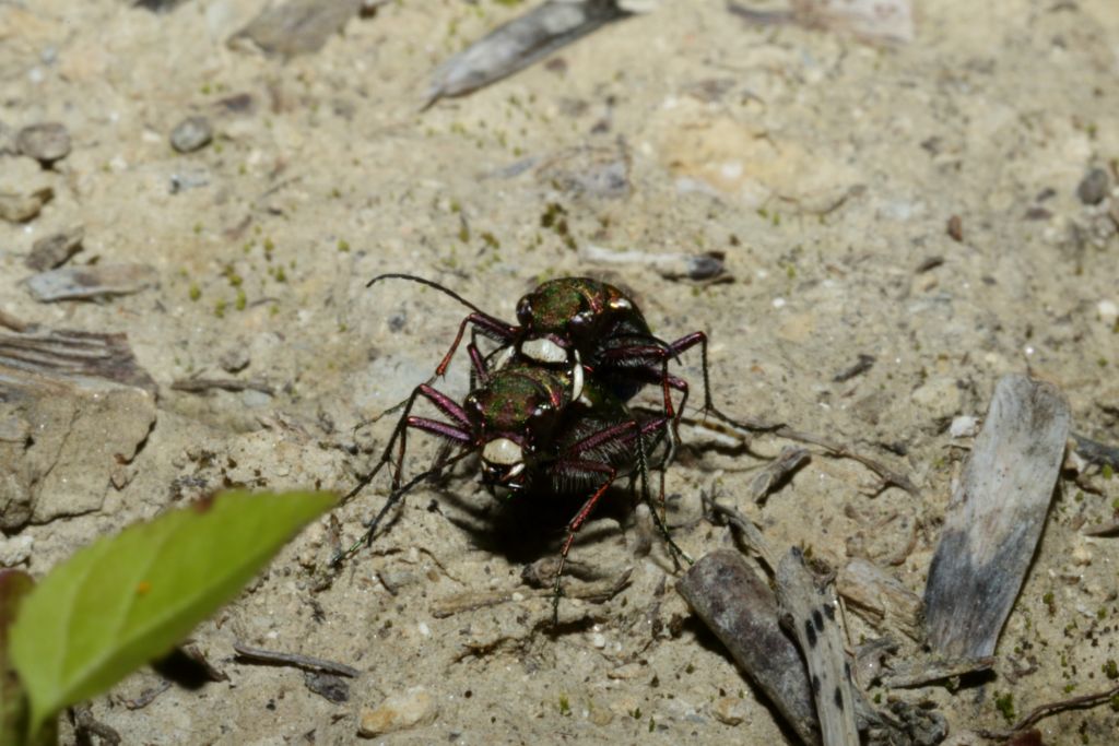 Cicindela campestris in accoppiamento a Sarsina (FC)